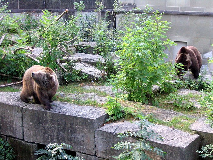 BärenPark (Bern Bear Park)